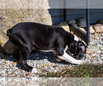 Small Photo #8 Boston Terrier Puppy For Sale in WAKARUSA, IN, USA