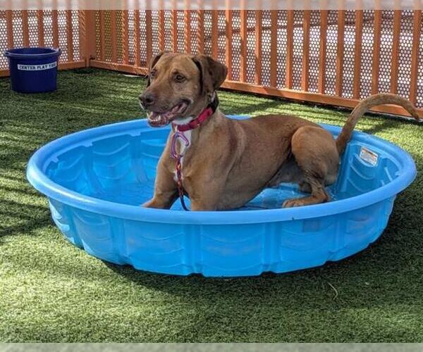 Medium Photo #3 Doberman Pinscher-Unknown Mix Puppy For Sale in Las Vegas, NV, USA