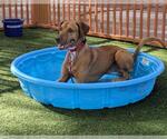 Small #2 Doberman Pinscher Mix