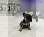 Small Photo #6 French Bulldog Puppy For Sale in FAIRBURN, GA, USA