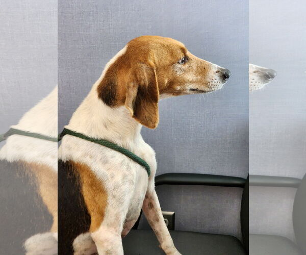 Medium Photo #3 Mutt Puppy For Sale in Hilton Head, SC, USA