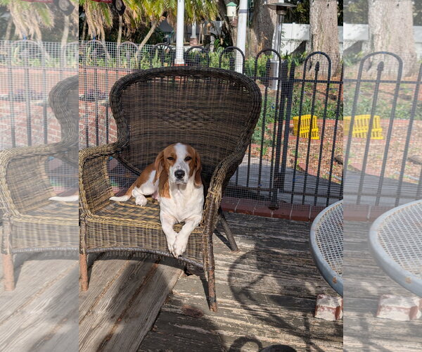 Medium Photo #1 Bagle Hound Puppy For Sale in Tampa, FL, USA