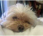 Small #2 Shih-Poo
