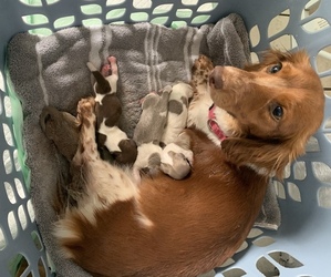 Mother of the Dachshund puppies born on 02/24/2023