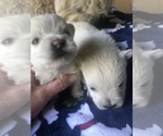 Small Photo #1 West Highland White Terrier Puppy For Sale in PHOENIX, AZ, USA