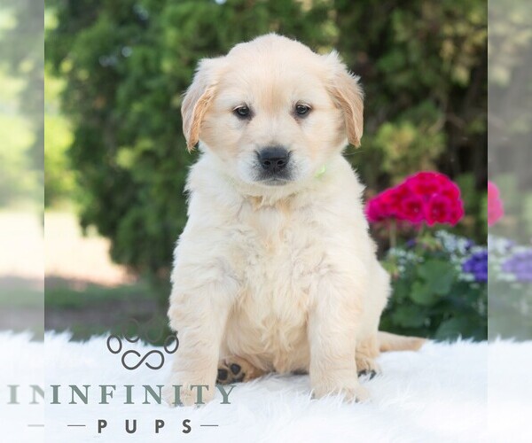 Medium Photo #5 Golden Retriever Puppy For Sale in NEWPORT, PA, USA