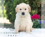 Small #4 Golden Retriever