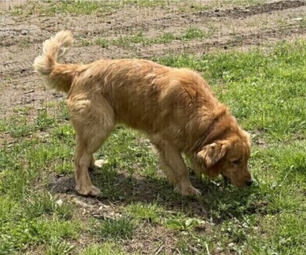 Medium Photo #1 Golden Retriever Puppy For Sale in THORP, WI, USA