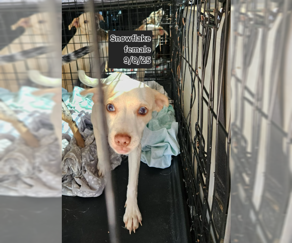 Medium Photo #1 Chihuahua-Unknown Mix Puppy For Sale in Cranston, RI, USA