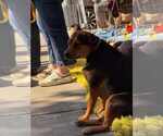 Small #41 Labrador Retriever Mix