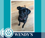 Small #2 Labrador Retriever Mix