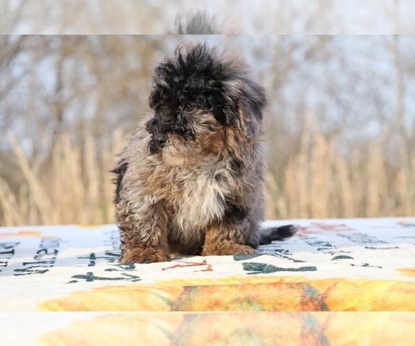 Medium Photo #42 ShihPoo Puppy For Sale in DYERSBURG, TN, USA