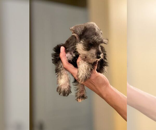 Medium Photo #3 Schnauzer (Miniature) Puppy For Sale in CORONA, CA, USA