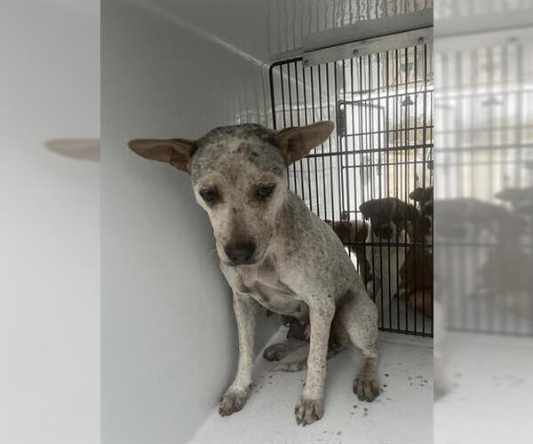 Medium Photo #1 Mutt Puppy For Sale in Houston, TX, USA