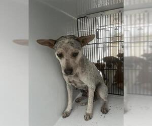 Mutt Dogs for adoption in Houston, TX, USA