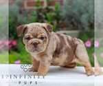 Cream Puff - Female English Bulldog Puppy for Sale - Small photo