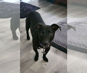 Medium Labrador Retriever Mix