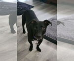Small Labrador Retriever Mix
