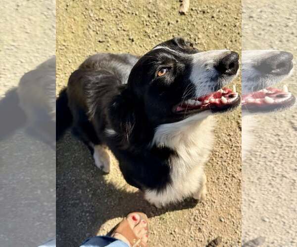 Medium Photo #3 Border Collie Puppy For Sale in Paso Robles, CA, USA