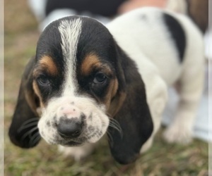 Basset Hound Puppy for Sale in RICHTON, Mississippi USA