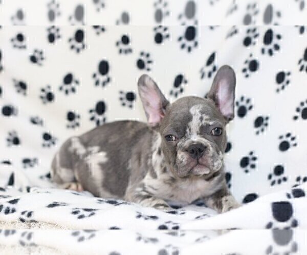 Medium Photo #1 French Bulldog Puppy For Sale in BENTLEYVILLE, OH, USA