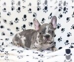 Small Photo #1 French Bulldog Puppy For Sale in BENTLEYVILLE, OH, USA
