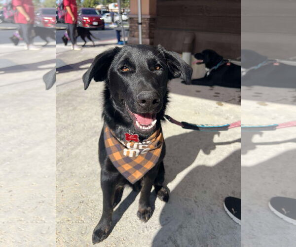 Medium Photo #2 Labrador Retriever-Unknown Mix Puppy For Sale in San Diego, CA, USA