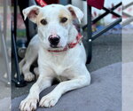 Small #6 Labrador Retriever Mix