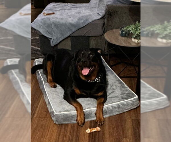 Medium Photo #3 Rottweiler Puppy For Sale in Gilbert, AZ, USA
