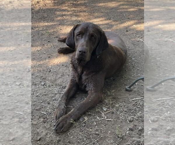 Medium Photo #1 Labrador Retriever Puppy For Sale in BROWNS VALLEY, CA, USA