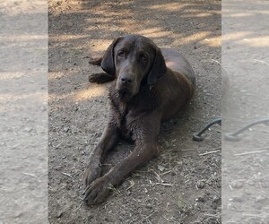 Labrador Retriever Puppy for sale in BROWNS VALLEY, CA, USA