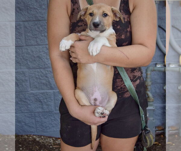 Medium Photo #4 Mutt Puppy For Sale in Huntley, IL, USA
