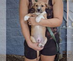 Small #3 Mutt