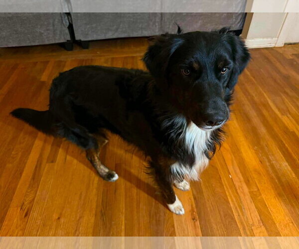 Medium Photo #1 Border-Aussie Puppy For Sale in Grafton, WI, USA