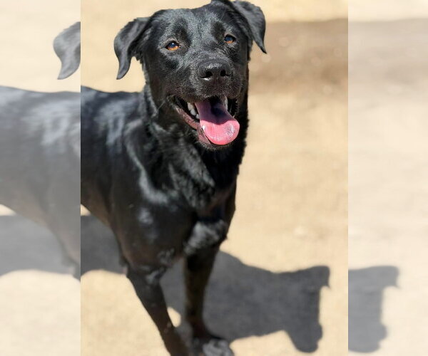 Medium Photo #6 Labrador Retriever-Unknown Mix Puppy For Sale in San Diego, CA, USA