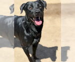 Small #5 Labrador Retriever Mix
