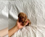 Small Photo #2 Goldendoodle Puppy For Sale in ANCHORAGE, UT, USA