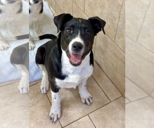 Border Collie-Unknown Mix Dogs for adoption in Green Forest, AR, USA