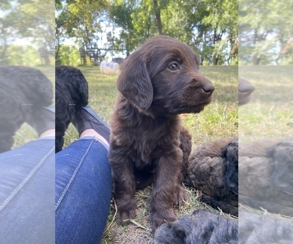 Medium Photo #22 Goldendoodle-Newfoundland Mix Puppy For Sale in MORRIS, MN, USA