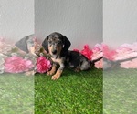 Small Photo #2 Dachshund Puppy For Sale in DAYTONA BEACH, FL, USA