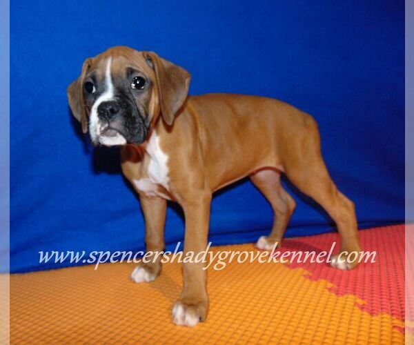 Medium Photo #11 Boxer Puppy For Sale in CABOOL, MO, USA