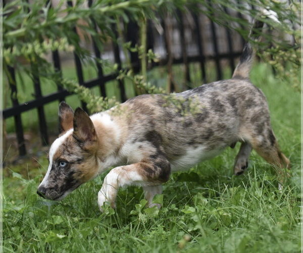Medium Photo #3 Mutt Puppy For Sale in Mechanicsburg, PA, USA