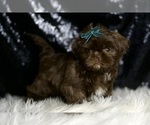 Small #3 Shih Tzu