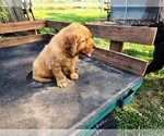 Small #1 Golden Retriever