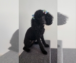 Small Photo #1 Poodle (Miniature) Puppy For Sale in BASTROP, TX, USA
