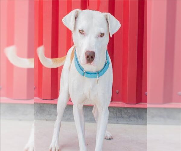 Medium Photo #1 Mutt Puppy For Sale in Tracy, CA, USA