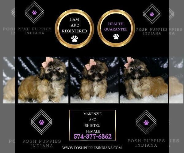 Medium Photo #2 Shih Tzu Puppy For Sale in WARSAW, IN, USA
