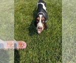 Small #23 Basset Hound