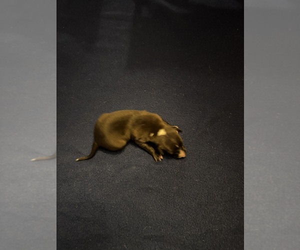 Medium Photo #1 Italian Greyhound Puppy For Sale in STILLWATER, OK, USA