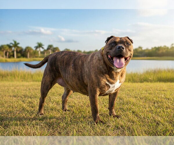 Medium Photo #2 Plott Hound-Unknown Mix Puppy For Sale in Tavares, FL, USA